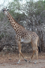 Giraffa camelopardalis thornicrofti