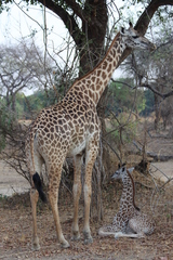 Giraffa camelopardalis thornicrofti