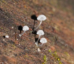 Mycena piringa