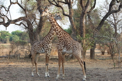 Giraffa camelopardalis thornicrofti