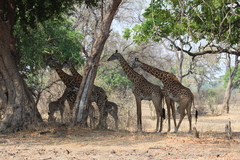 Giraffa camelopardalis thornicrofti