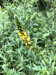 Agrimonia eupatoria