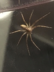 Philodromus aureolus