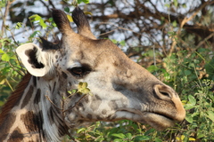 Giraffa camelopardalis thornicrofti