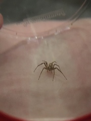 Philodromus aureolus