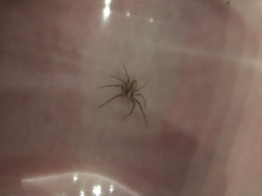 Philodromus aureolus