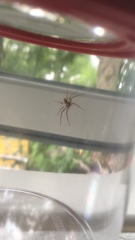 Philodromus aureolus