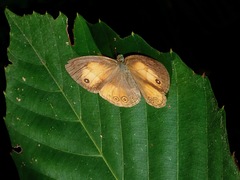 Mycalesis anapita