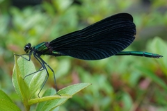 Calopteryx japonica