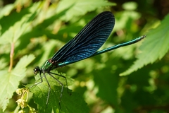 Calopteryx japonica
