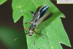 Oedemerini