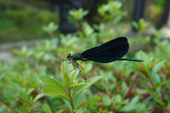 Calopteryx japonica