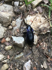 Carabus scheidleri