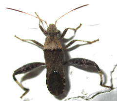Heegeria tangirica