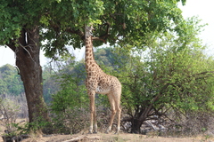 Giraffa camelopardalis thornicrofti