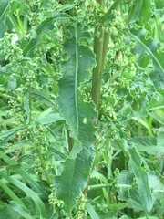 Rumex crispus