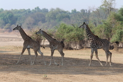 Giraffa camelopardalis thornicrofti