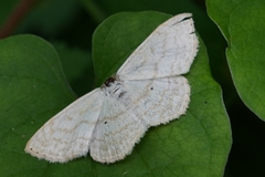 Geometridae