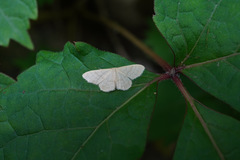 Geometridae