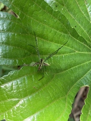 Leucauge celebesiana