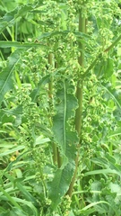 Rumex crispus
