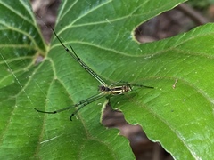 Leucauge celebesiana