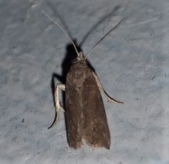 Helcystogramma