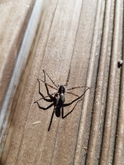 Acantholycosa lignaria