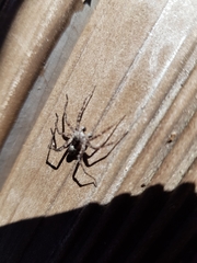 Acantholycosa lignaria