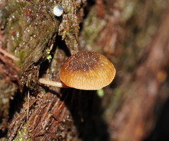Simocybe phlebophora