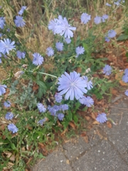 Cichorium intybus