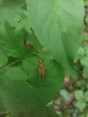 Psila