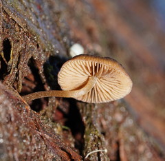 Simocybe phlebophora