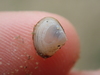 Thin Furrow-Shell - Photo (c) Pierre Corbrion, some rights reserved (CC BY-NC-SA), uploaded by Pierre Corbrion