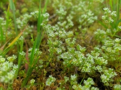 Scleranthus perennis