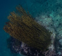 Carpophyllum plumosum