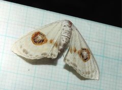 Problepsis eucircota