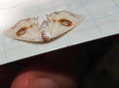 Problepsis eucircota