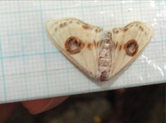 Problepsis eucircota