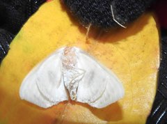 Problepsis eucircota