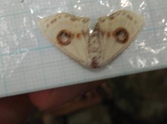 Problepsis eucircota