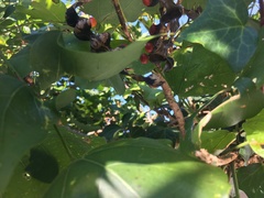 Erythrina lysistemon