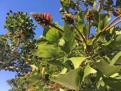 Erythrina lysistemon