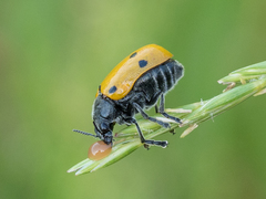 Lachnaia sexpunctata