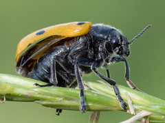 Lachnaia sexpunctata