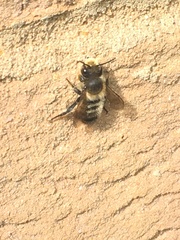 Megachile