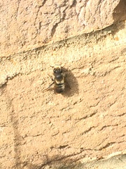 Megachile