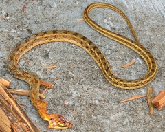 Amphiesma stolatum