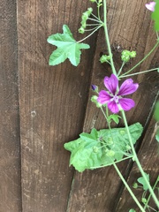 Malva sylvestris
