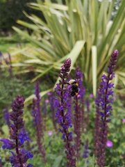 Bombus